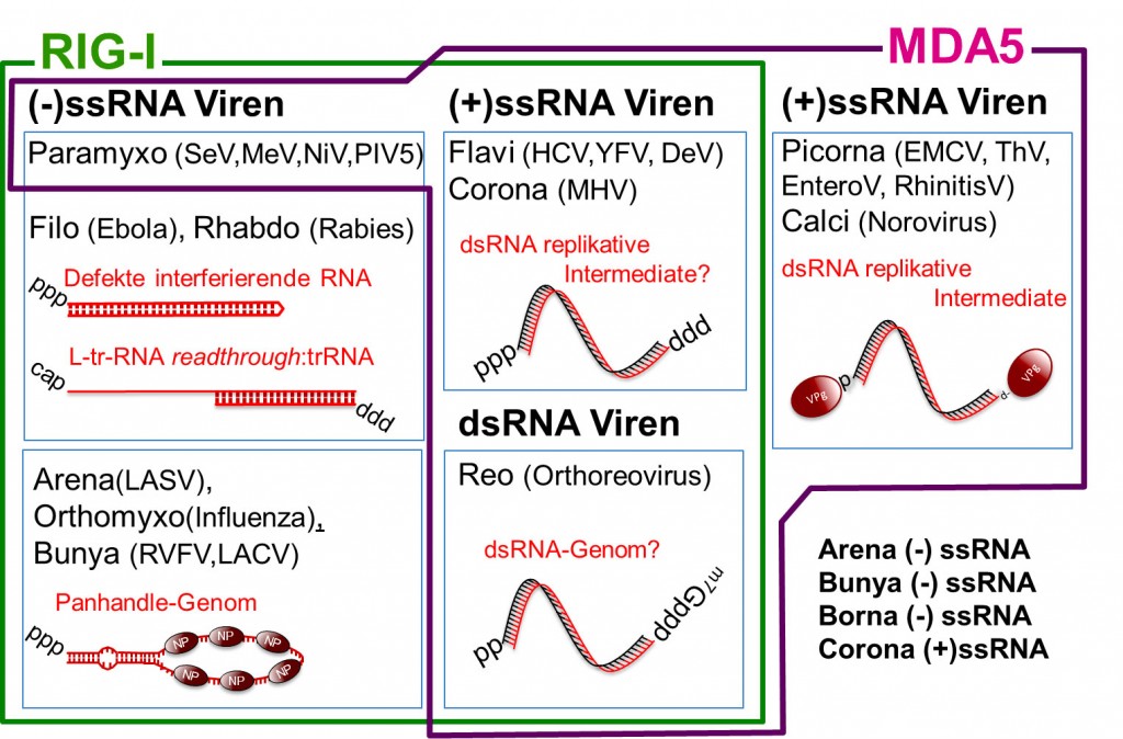 Das Angeborene Immunsystem Erkennt Viren An Tri Und Diphosphorylierter Doppelstrangiger Rna Labor More